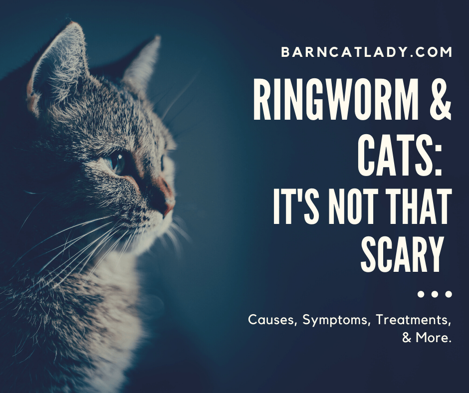 cat ringworm symptoms photos