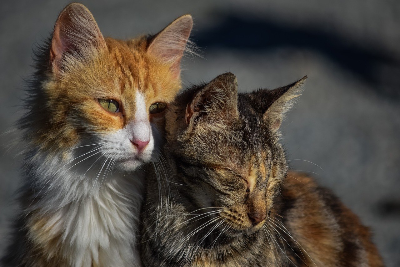 Two stray cat friends huddling together.