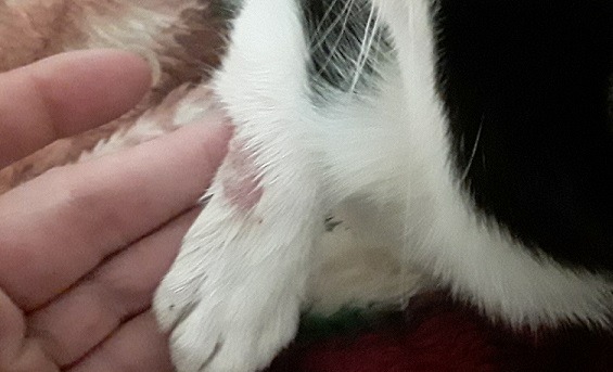 Symptoms of ringworm outlet in kittens