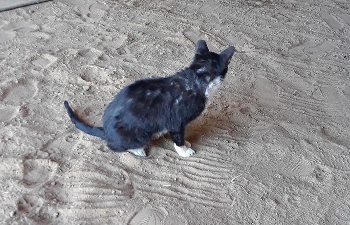 A barn cat with a serious ringworm infection.