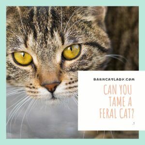 Can You Tame a Feral Cat?