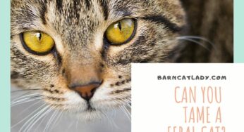 The Best Bait for Feral Cats (Humane Only!) – The Barn Cat Lady