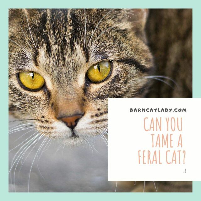 Can You Tame a Feral Cat? - The Barn Cat Lady