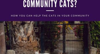 What Can You Do To Help Community Cats?