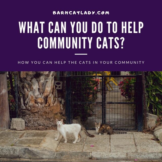 what-can-you-do-to-help-community-cats-the-barn-cat-lady