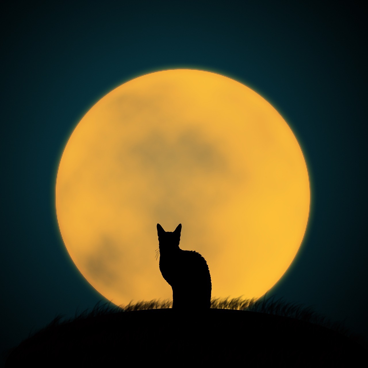 Halloween Cat with a Full Moon