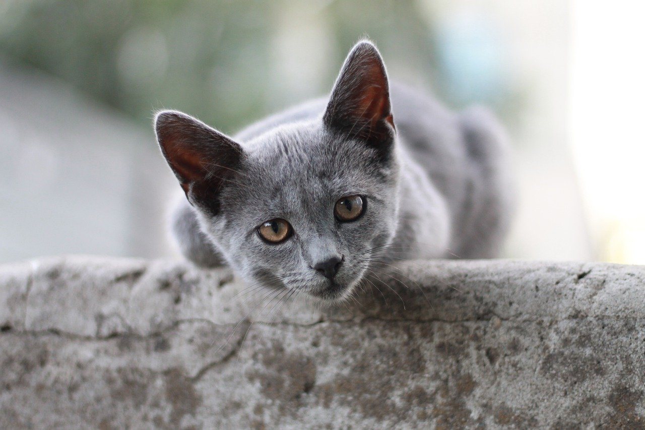 Grey Kitten