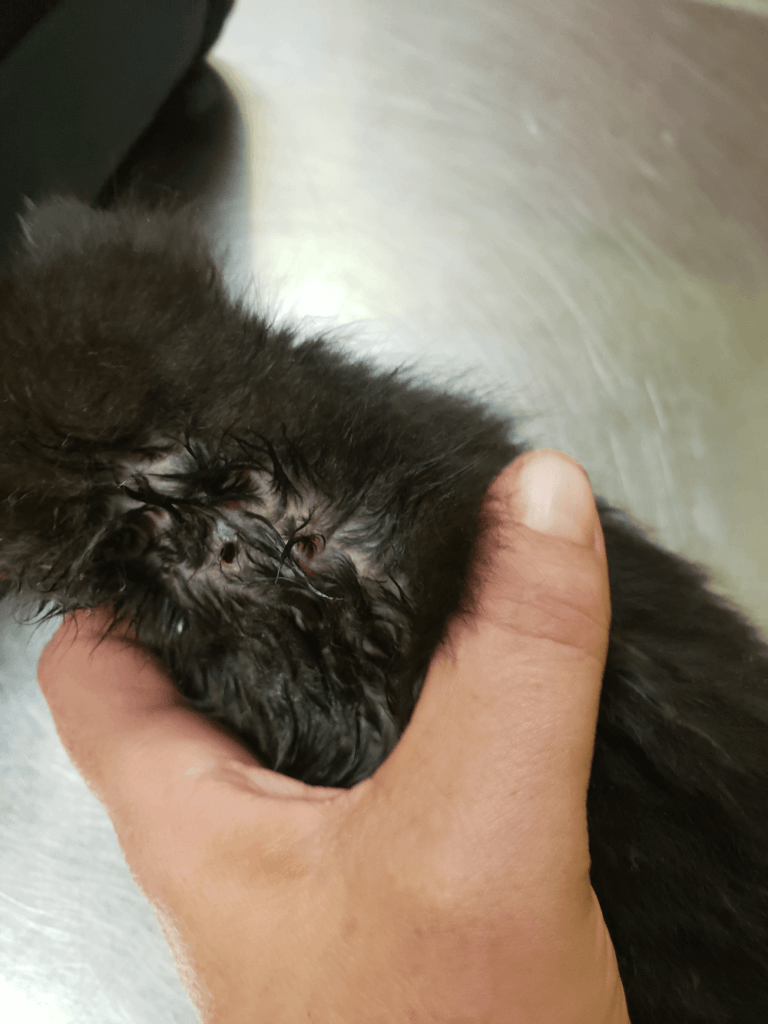 Bot Fly Larvae In Cats The Barn Cat Lady