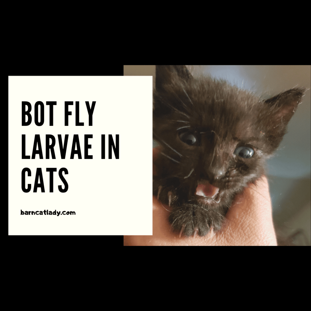 Bot Fly Larvae in Cats graphic.