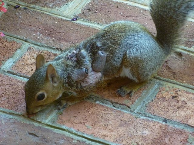 Eastern Gray Squirrel Suffering from Warbles