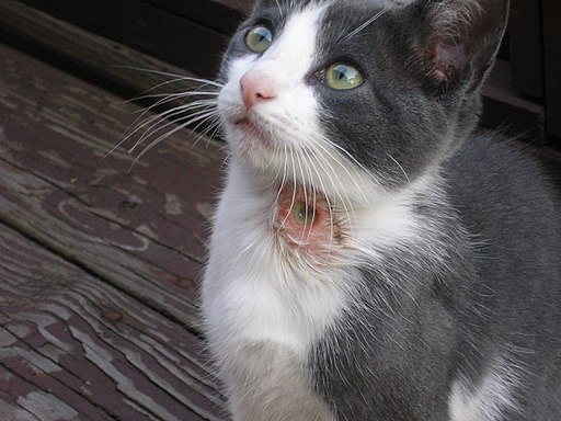 Bot Fly Larvae Extracted From 8-Week-Old Kitten's Nose 