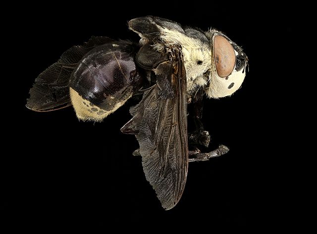 Bot Fly Larvae In Cats The Barn Cat Lady