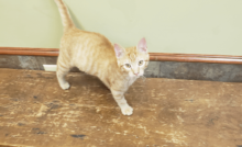 Simba at the Vet