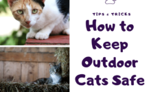The Best Feral Cat Trap + Other Options! – The Barn Cat Lady