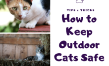 https://barncatlady.com/wp-content/uploads/2021/07/How-to-Keep-Outdoor-Cats-Safe-220x134.png