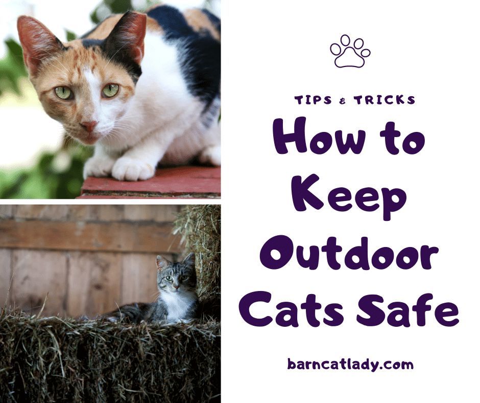 How to Keep Outdoor Cats Safe