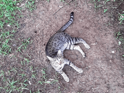 Meet Tweety [Resident Barn Cat] – The Barn Cat Lady