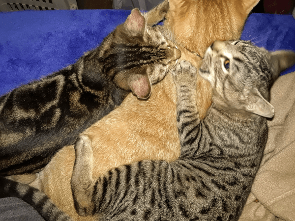 Marbles (left) and Tweety (right) Ganging Up on Buddy (middle)