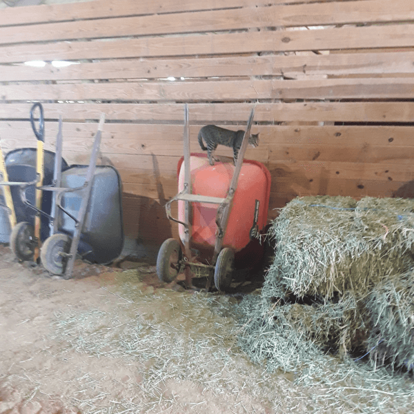 Tweety Standing On an Orange Wheelbarrow