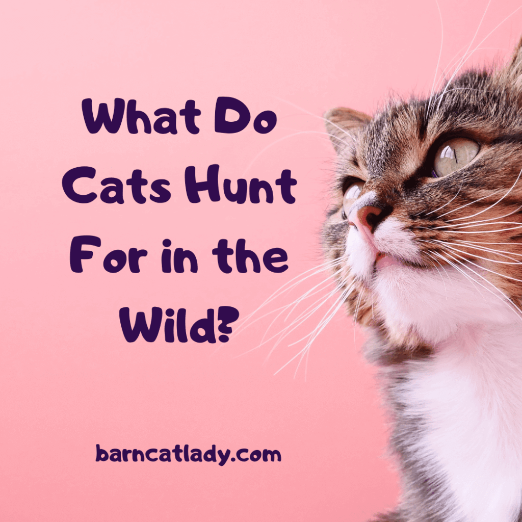 What do Cats Hunt for in the Wild?