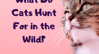 https://barncatlady.com/wp-content/uploads/2021/07/What-Do-Cats-Hunt-For-in-the-Wild-346x188.png